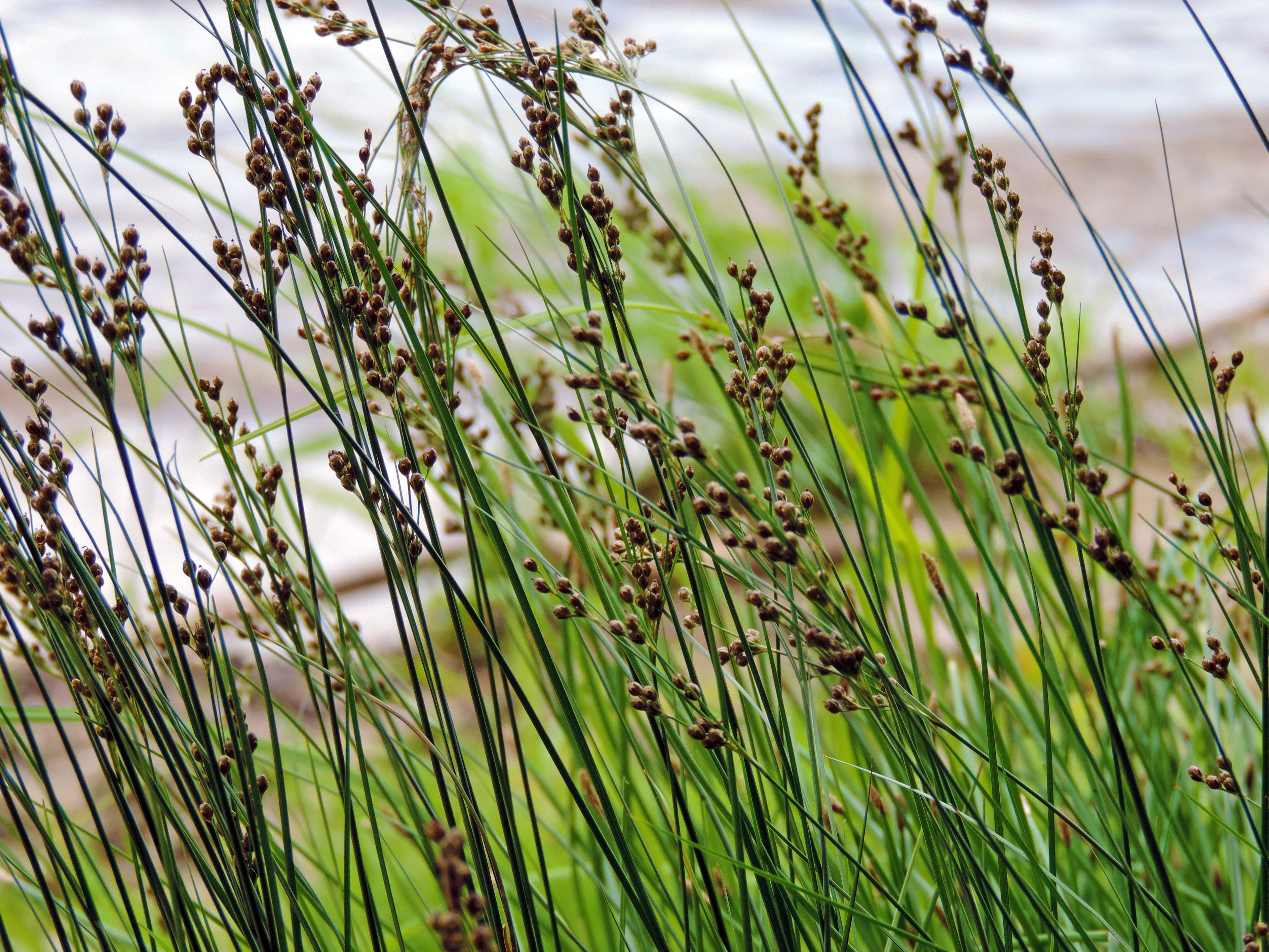 Juncus inflexus (Hard rush) - MP067 Packs
