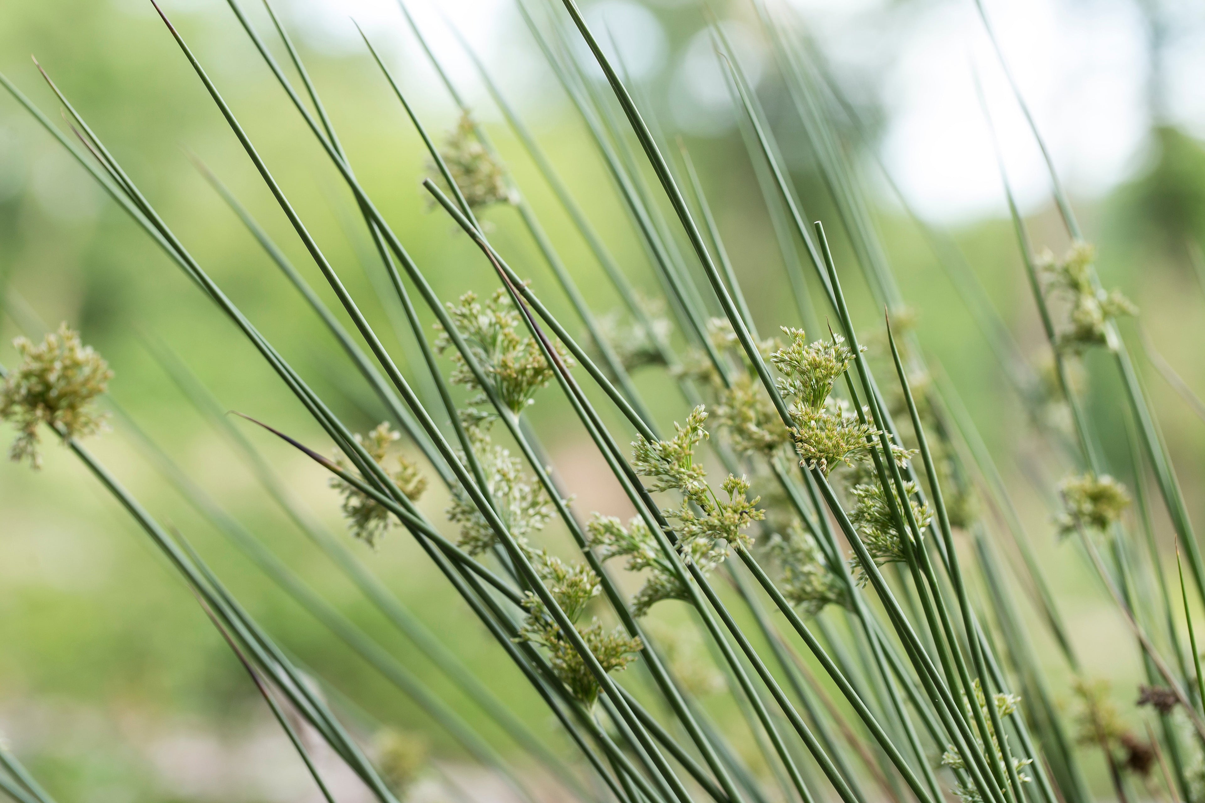 Juncus effusus var. spiralis (Corkscrew rush) - MP065 Packs