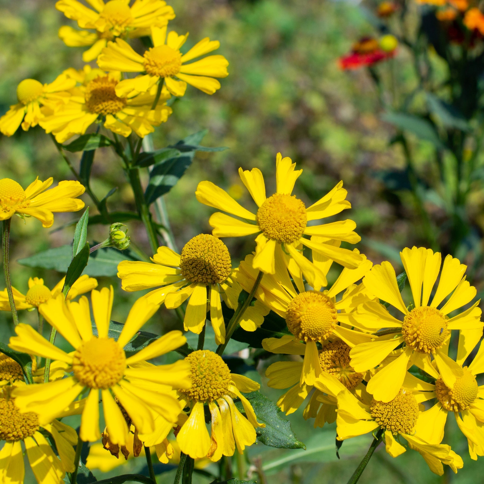 Helenium 'Kanaria' 1L