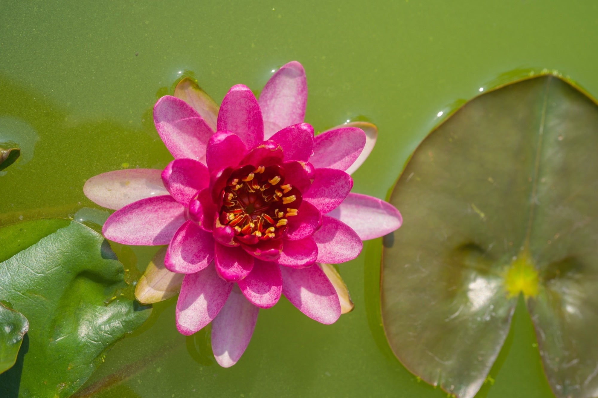 Laydekeri Fulgens water lily - pond plants - DW04
