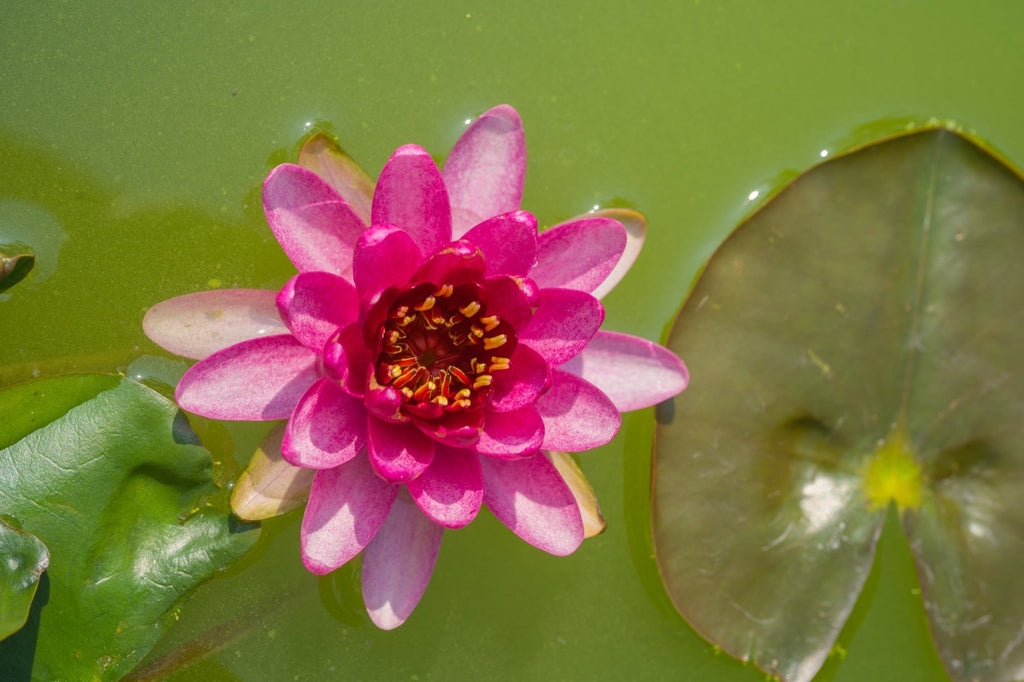 Laydekeri Fulgens water lily - pond plants - DW04