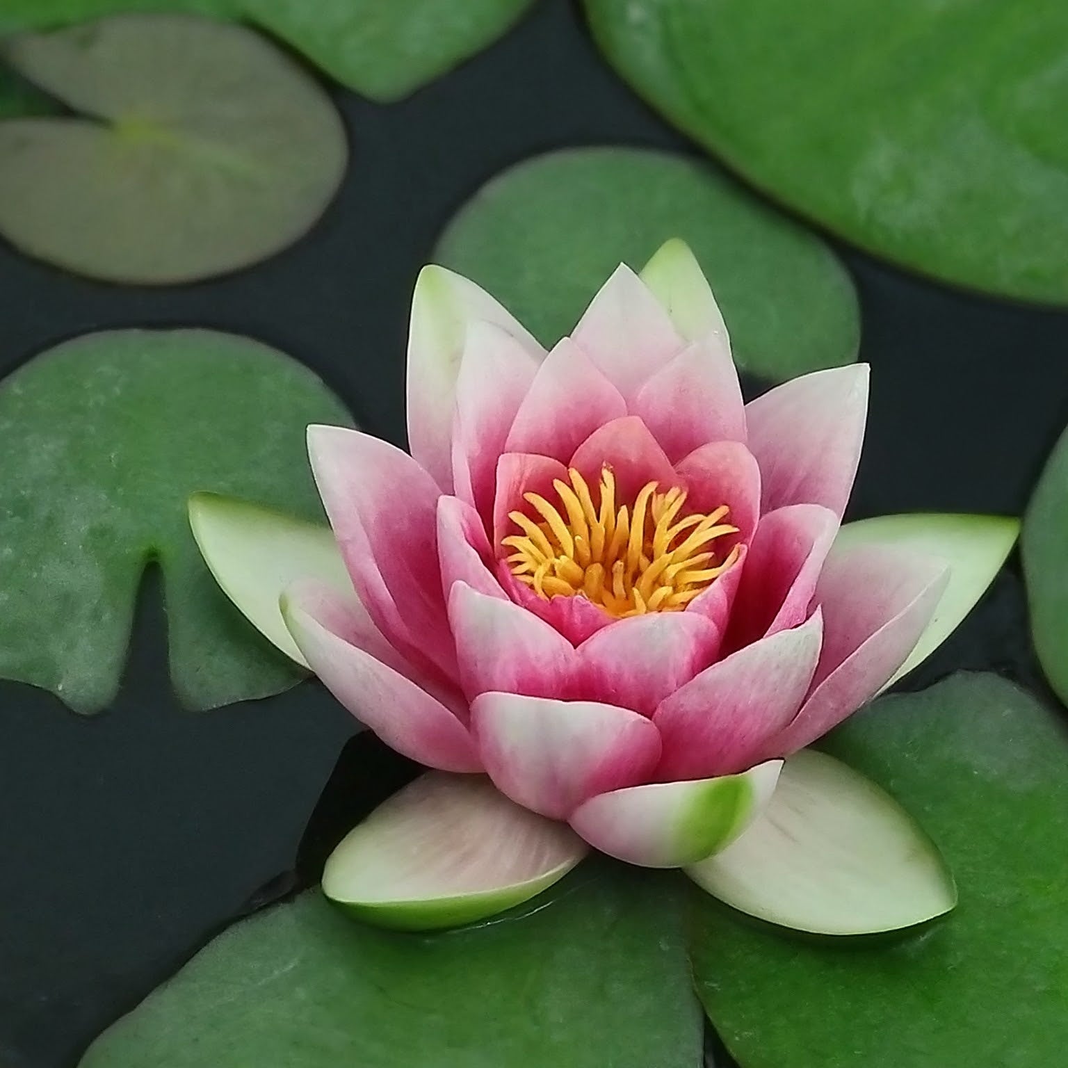 Laydekeri Lilacea water lily - pond plants - DW05