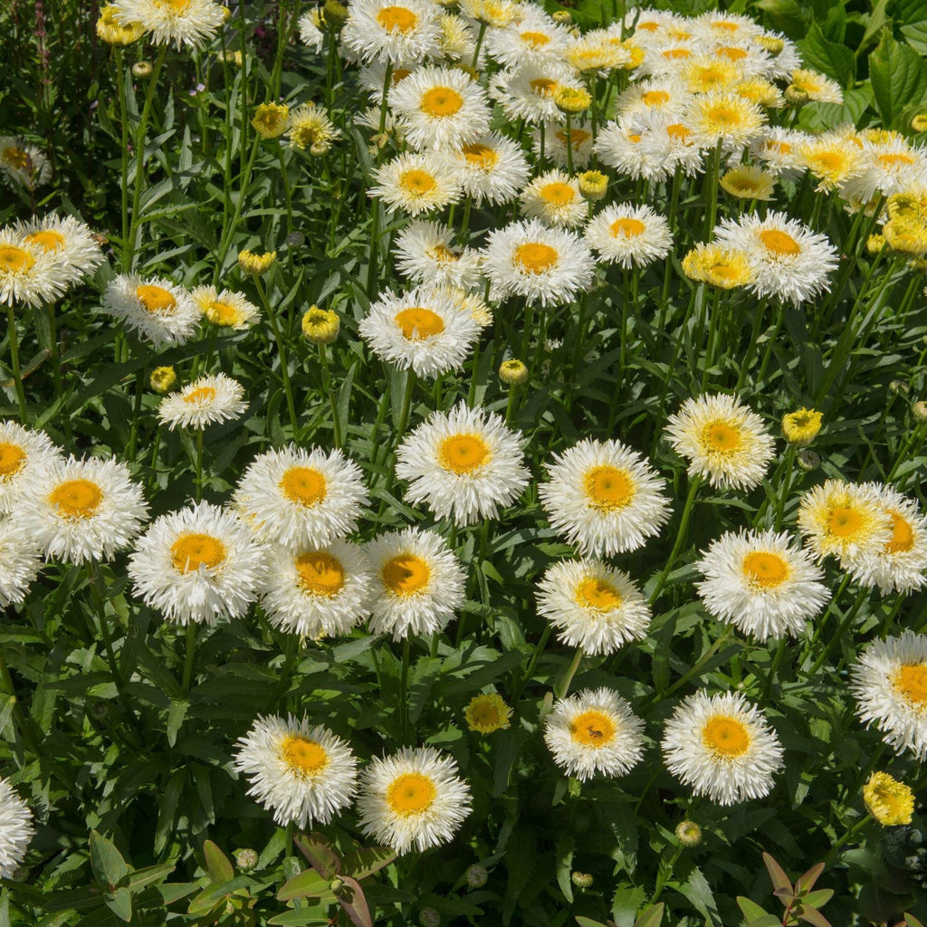 Leucanthemum Western Star 'Gemini' 9cm