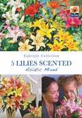 Lillies Scented |  Asiatic Mixed  | 5 Bulbs