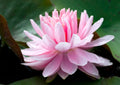 Lily Pons water lily - pond plants - LW13