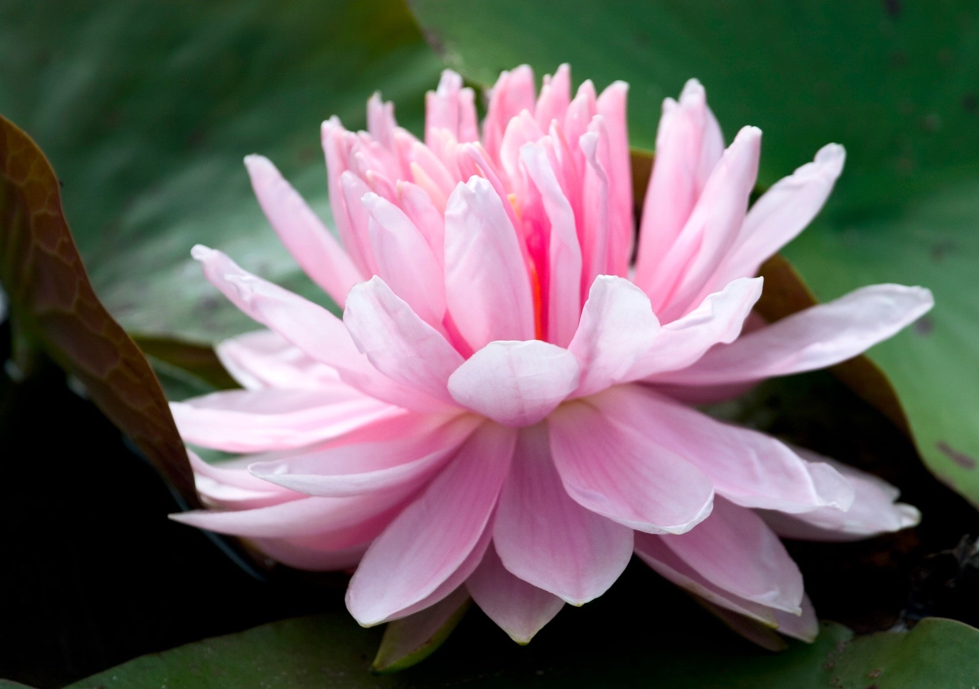 Lily Pons water lily - pond plants - LW13