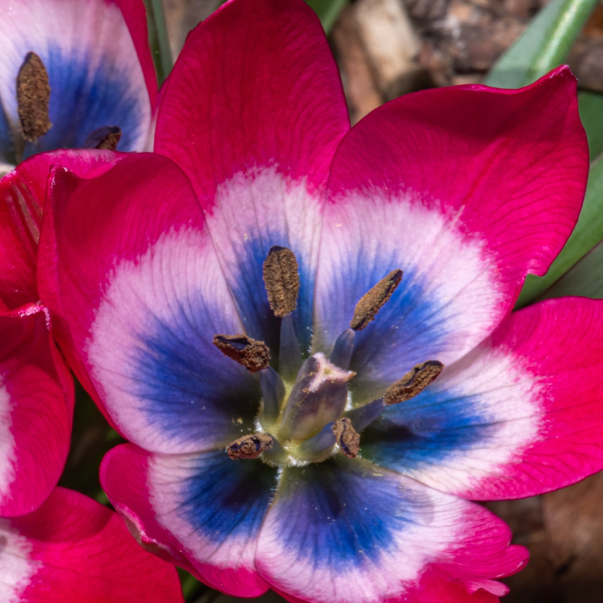 Tulip linifolia 'Little Beauty' (8 Bulbs)