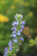 Lobelia siphilitica (Blue lobelia) - Marginal Pond Plants - MBP072