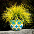 Lomandra longifolia 'Miner's Gold' 9cm
