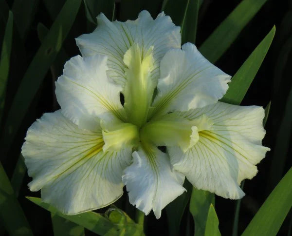 Iris louisiana ‘Arabian Bayou’ - Marginal Pond Plants - MP051