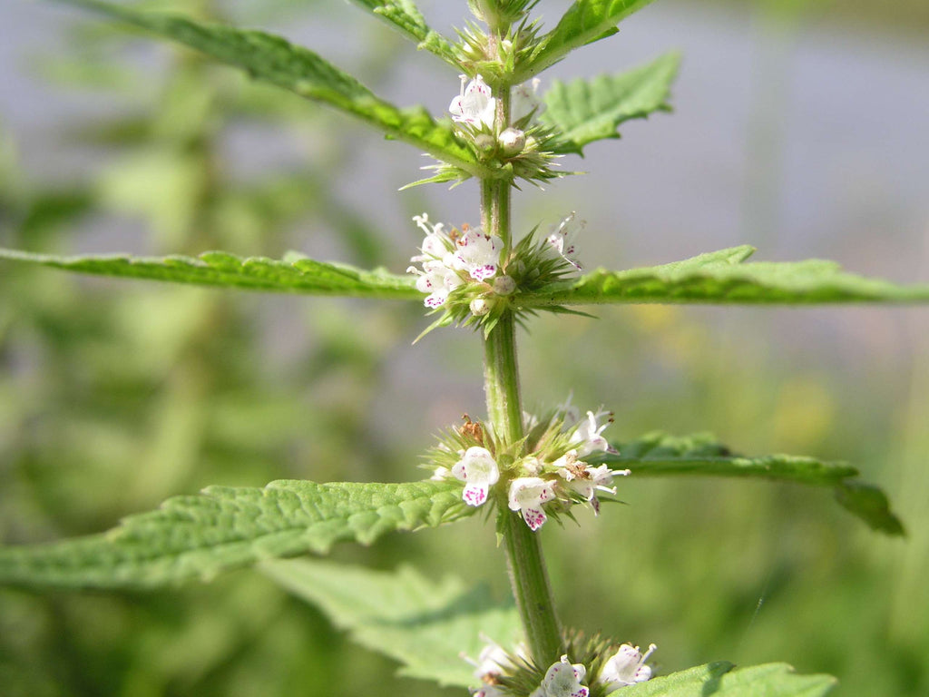 Lycopus europaeus (Gypsywort) - Marginal Pond Plants - MP071