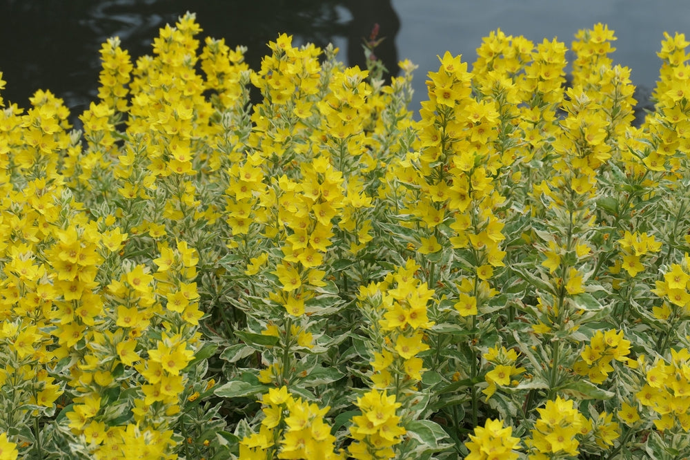 Lysimachia punctata Alexander Variegated bog - BP076A Packs