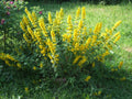 Lysimachia Vulgaris - Marginal Pond Plants - MP075A