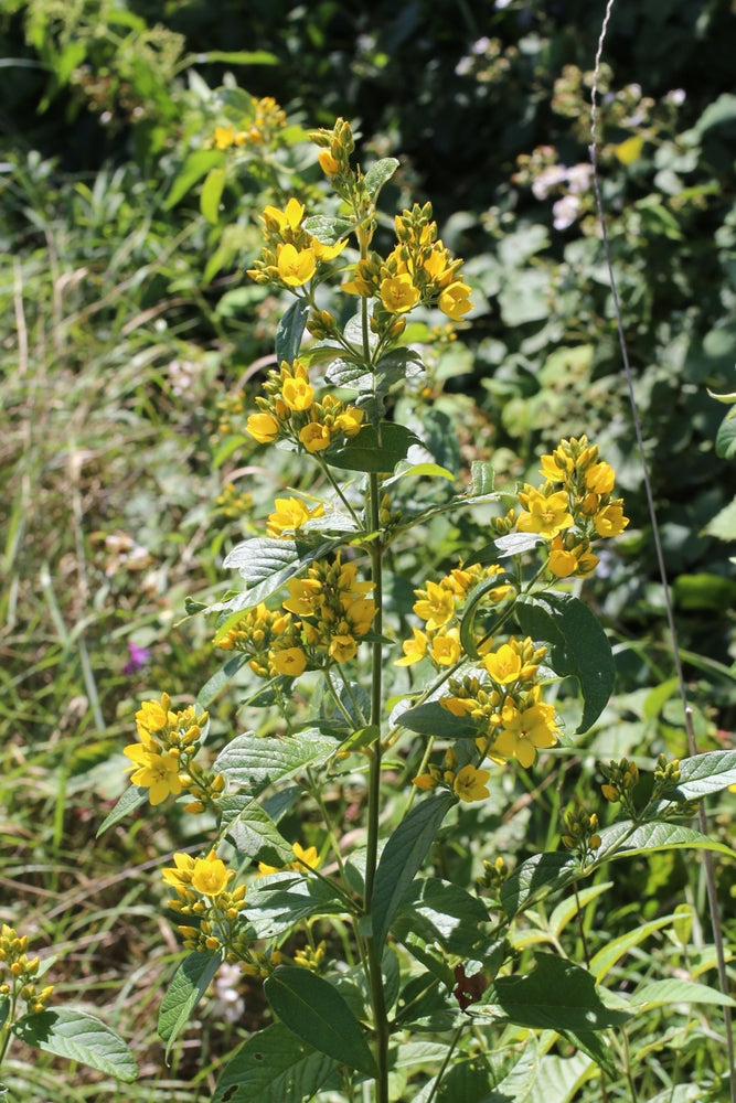 Lysimachia Vulgaris - MP075A Packs