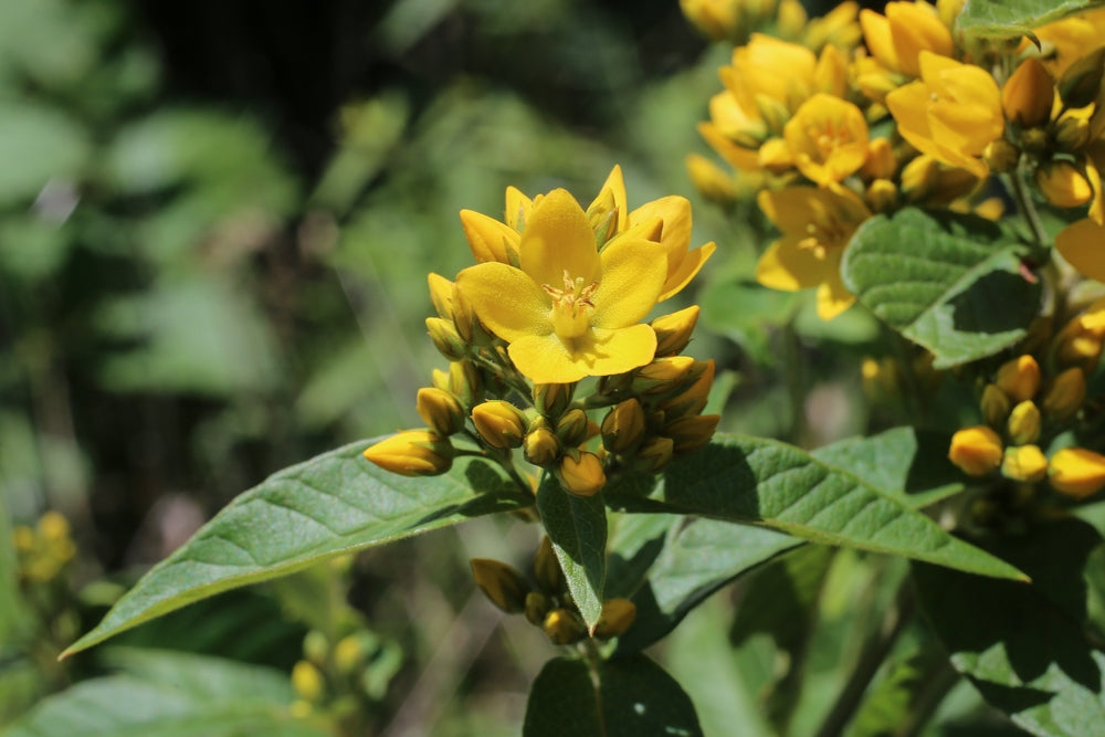 Lysimachia Vulgaris - MP075A Packs