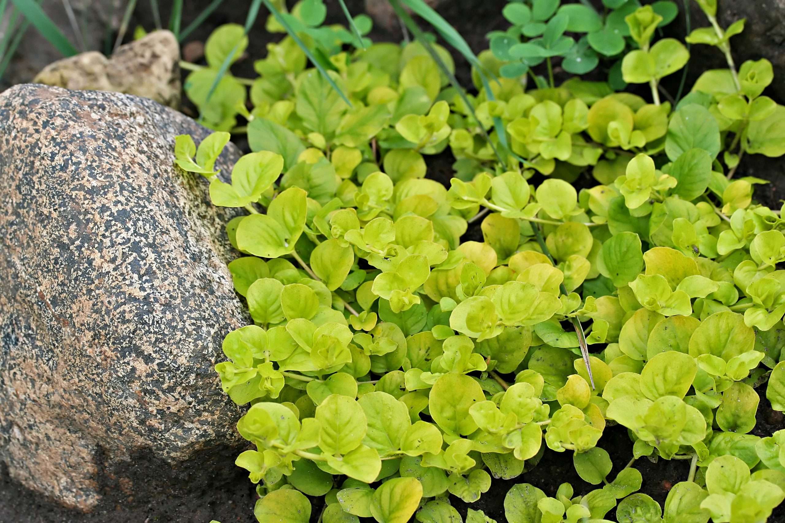 Lysimachia nummularia aurea - Marginal Pond Plants - MP074