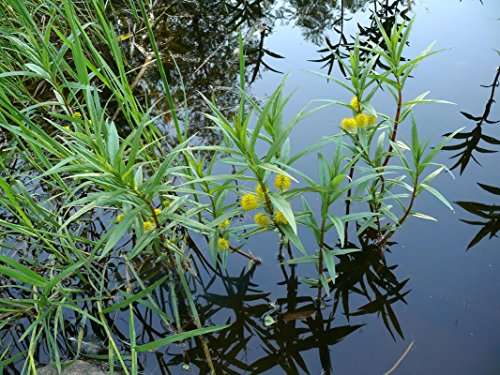 Lysimachia thyrsiflora (Tufted loosestrife) - Marginal Pond Plants - MP075
