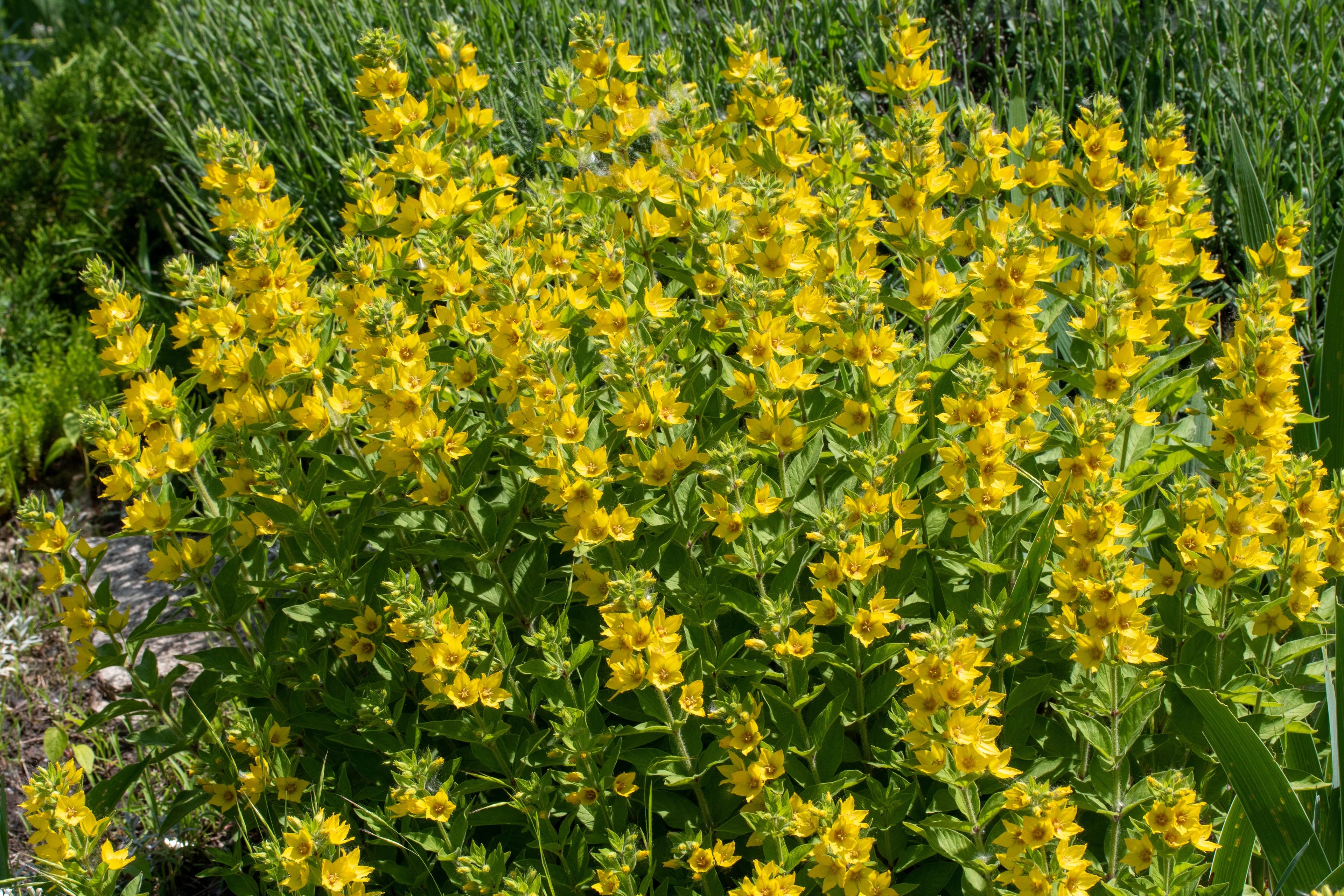 Lysimachia punctata (Golden candles or Golden spire) bog - BP076 Packs