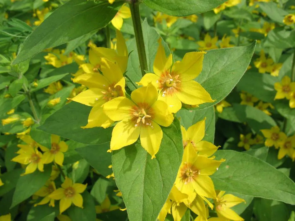 Lysimachia punctata (Golden candles or Golden spire) bog - BP076 Packs