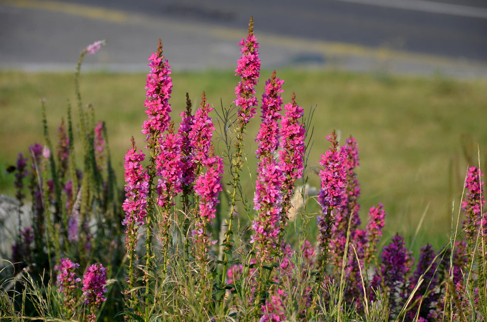 Lythrum Salicaria Robert (Loosestrife) - MBP077A Packs