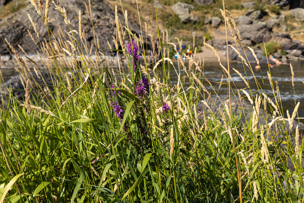 Lythrum Salicaria Robert (Loosestrife) - MBP077A Packs