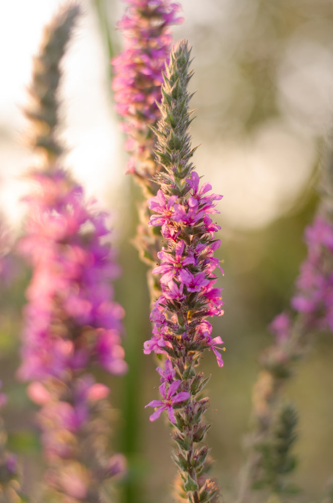 Lythrum Salicaria Robert (Loosestrife) - MBP077A Packs