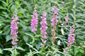 Lythrum salicaria Rosey Gem - Marginal Pond Plants - MBP079