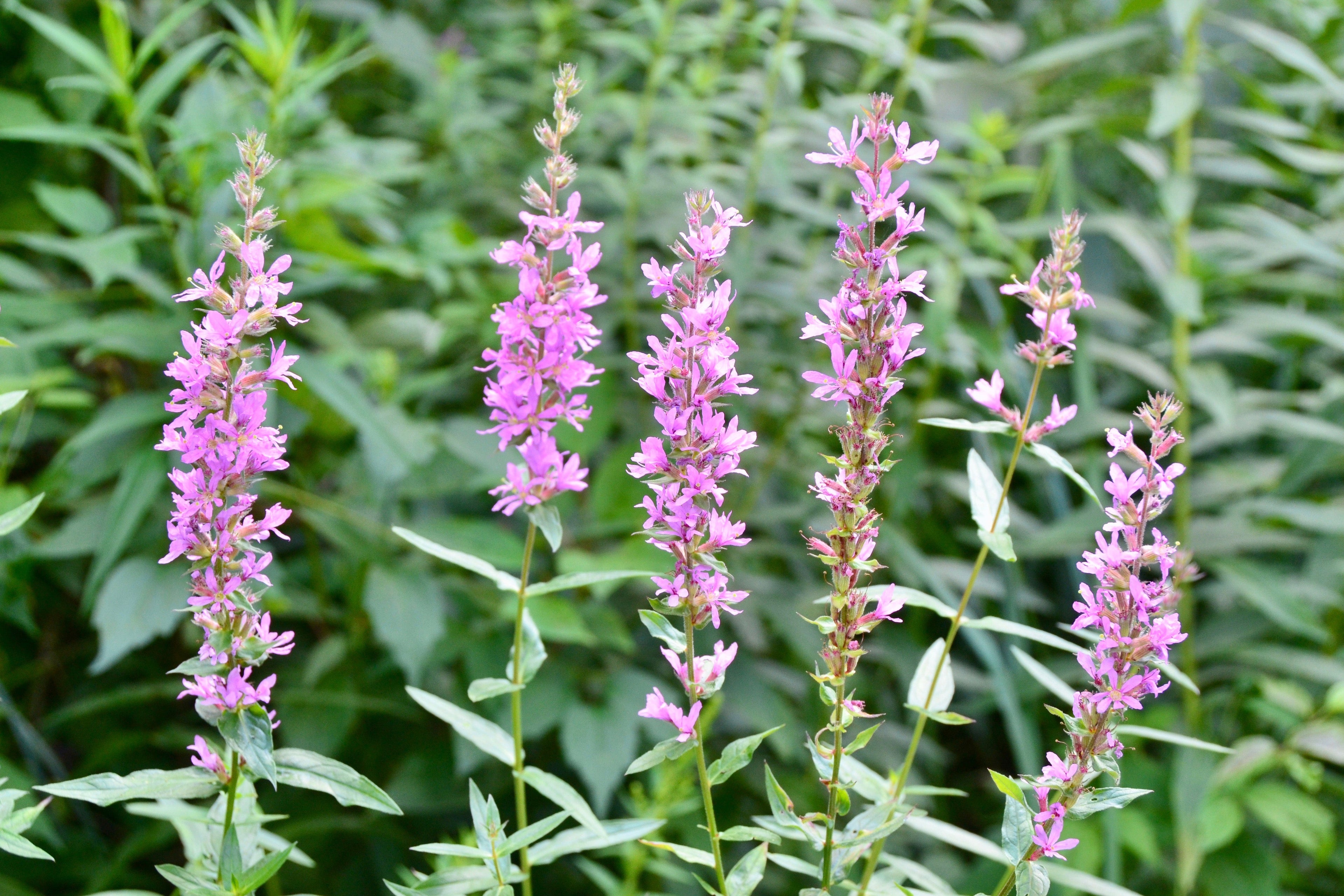 Lythrum Salicaria 'Rosy Gem' - MBP079 Packs