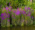 Lythrum Salicaria - MBP077  Packs