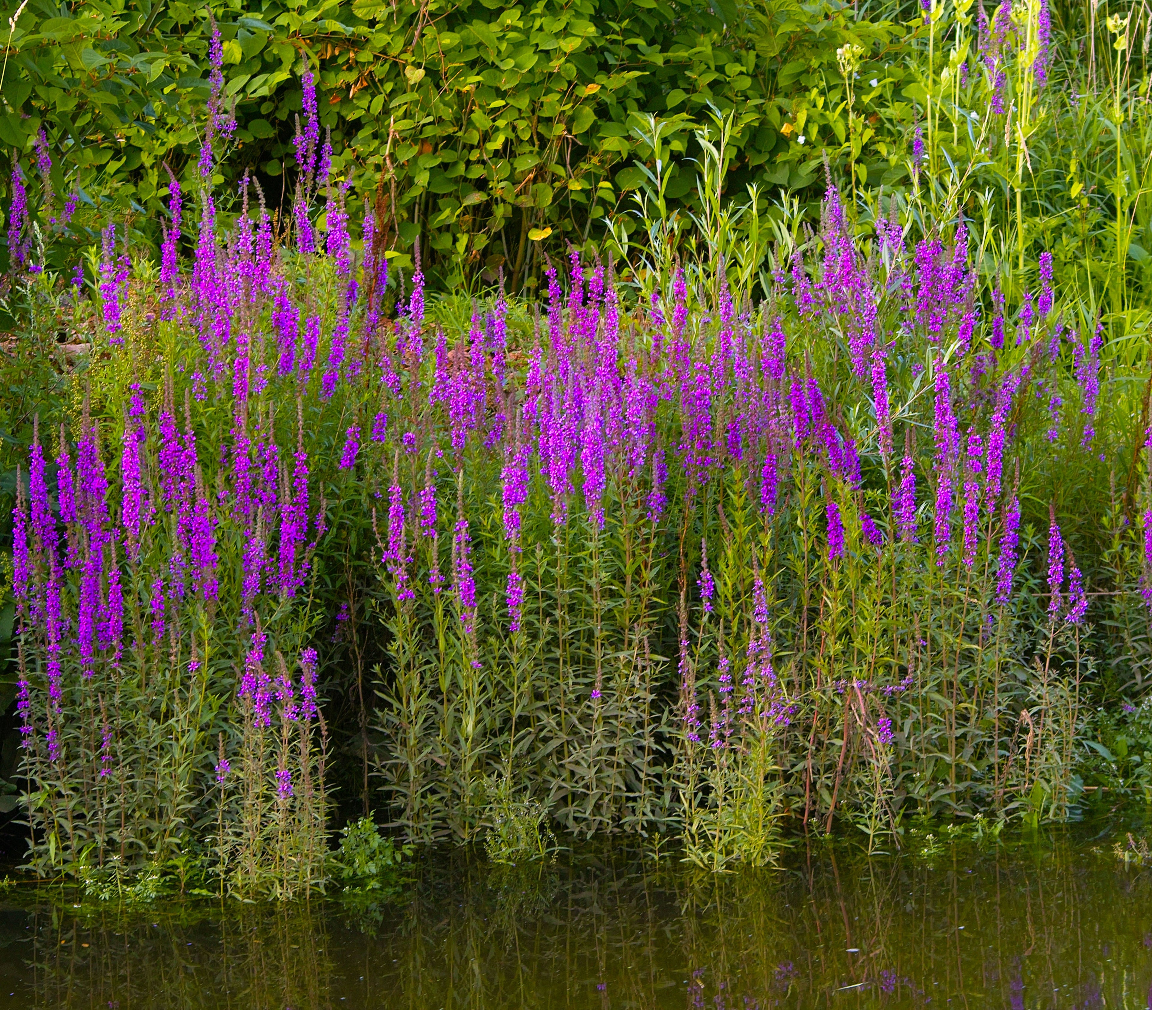 Lythrum Salicaria - MBP077  Packs