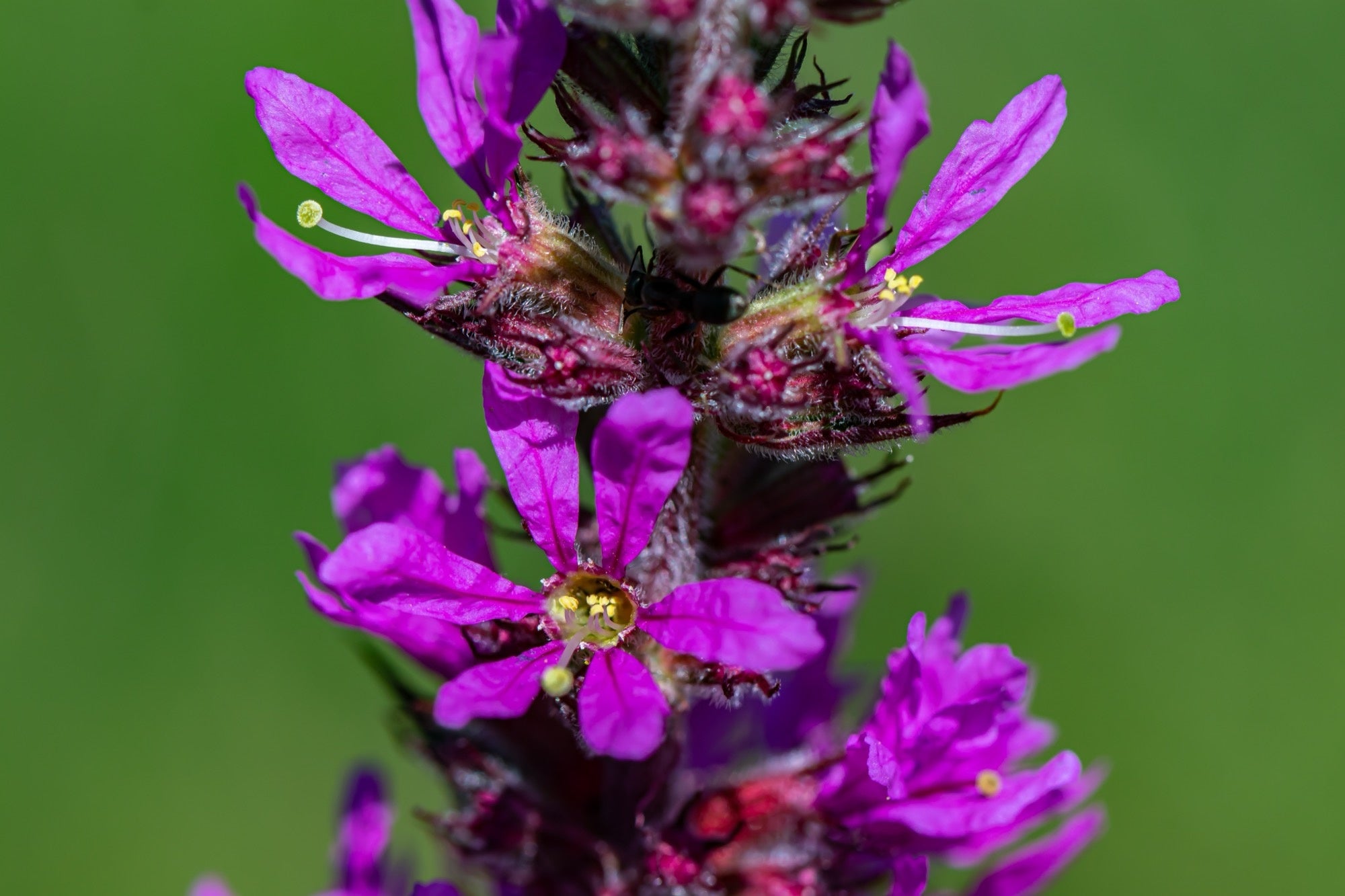 Lythrum salicaria (Purple loosestrife) - Marginal Pond Plants - MBP077