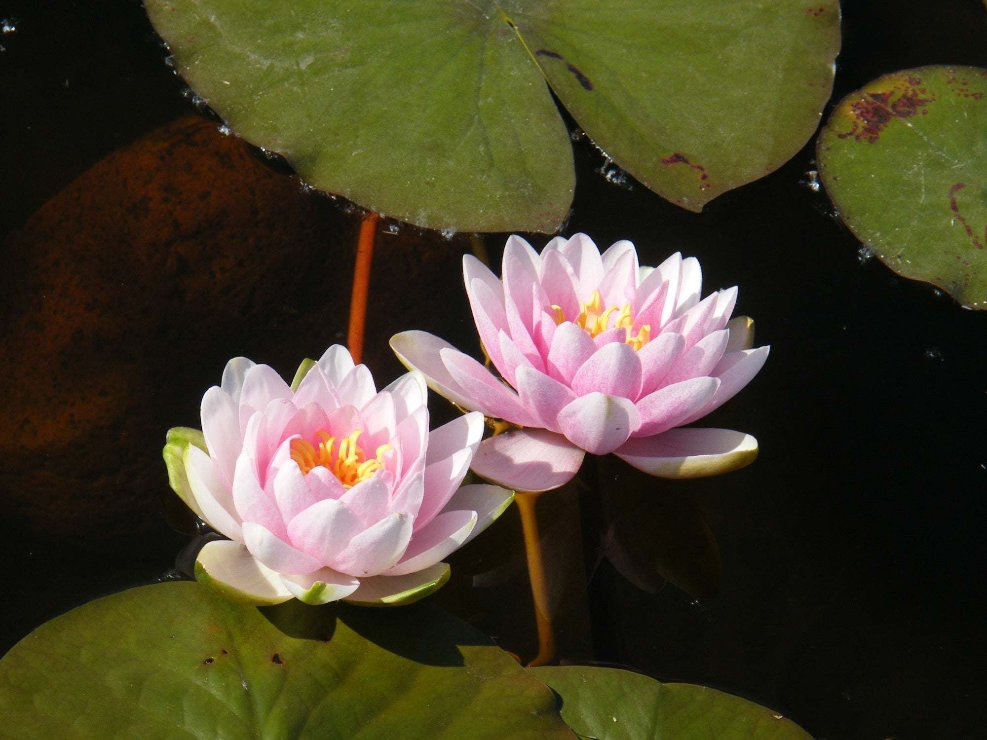 Madame Wilfon Gonnere water lily - pond plants - LW14