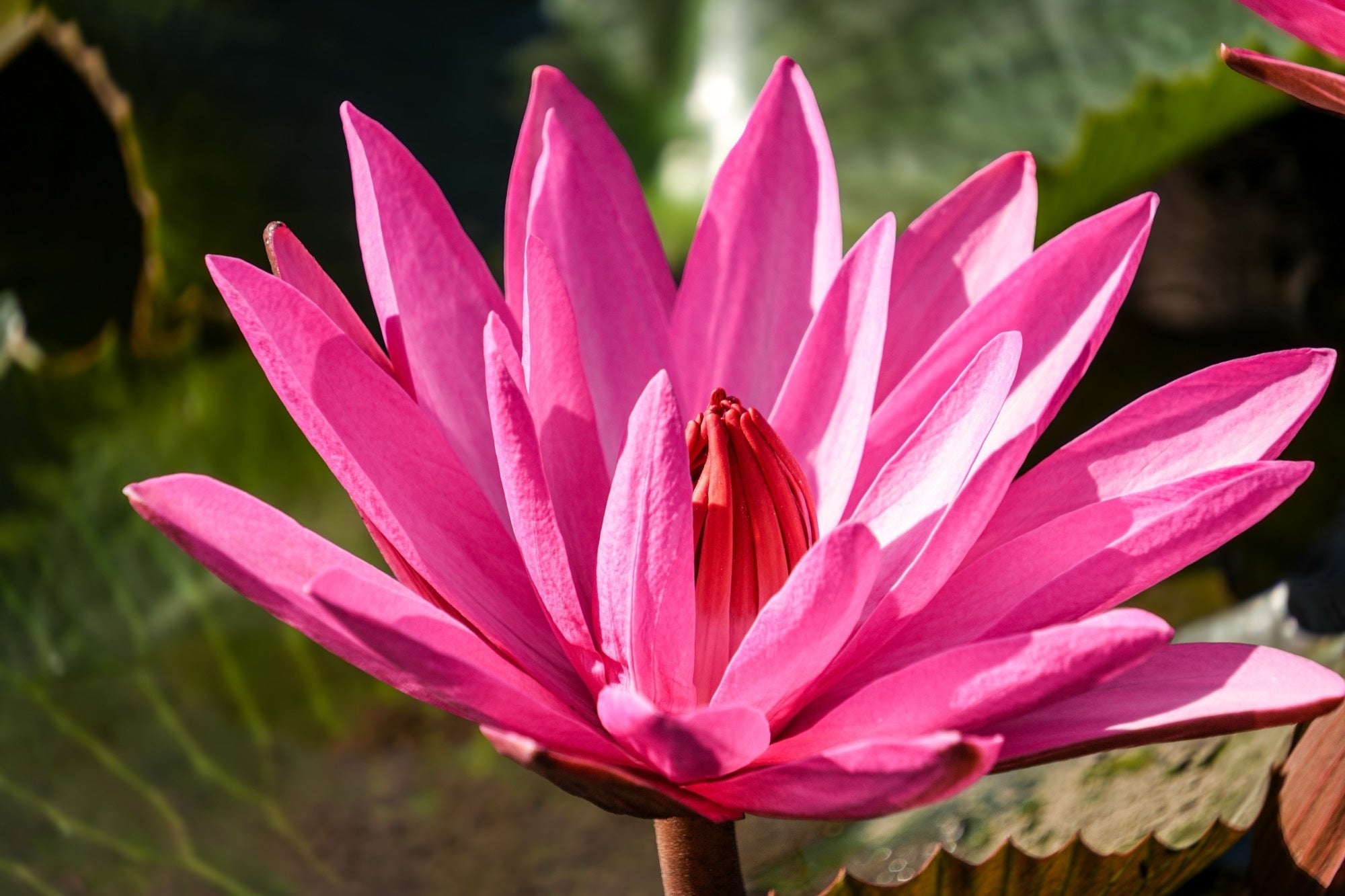 Magnificent water lily - pond plants - MW12