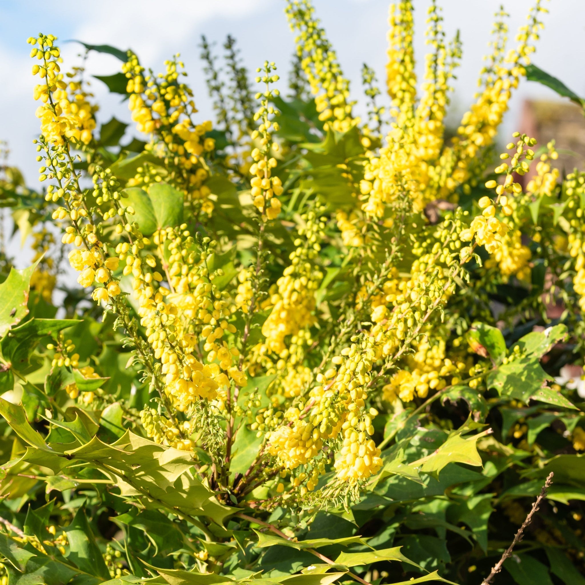 Mahonia 'Winter Sun' 11cm/10L