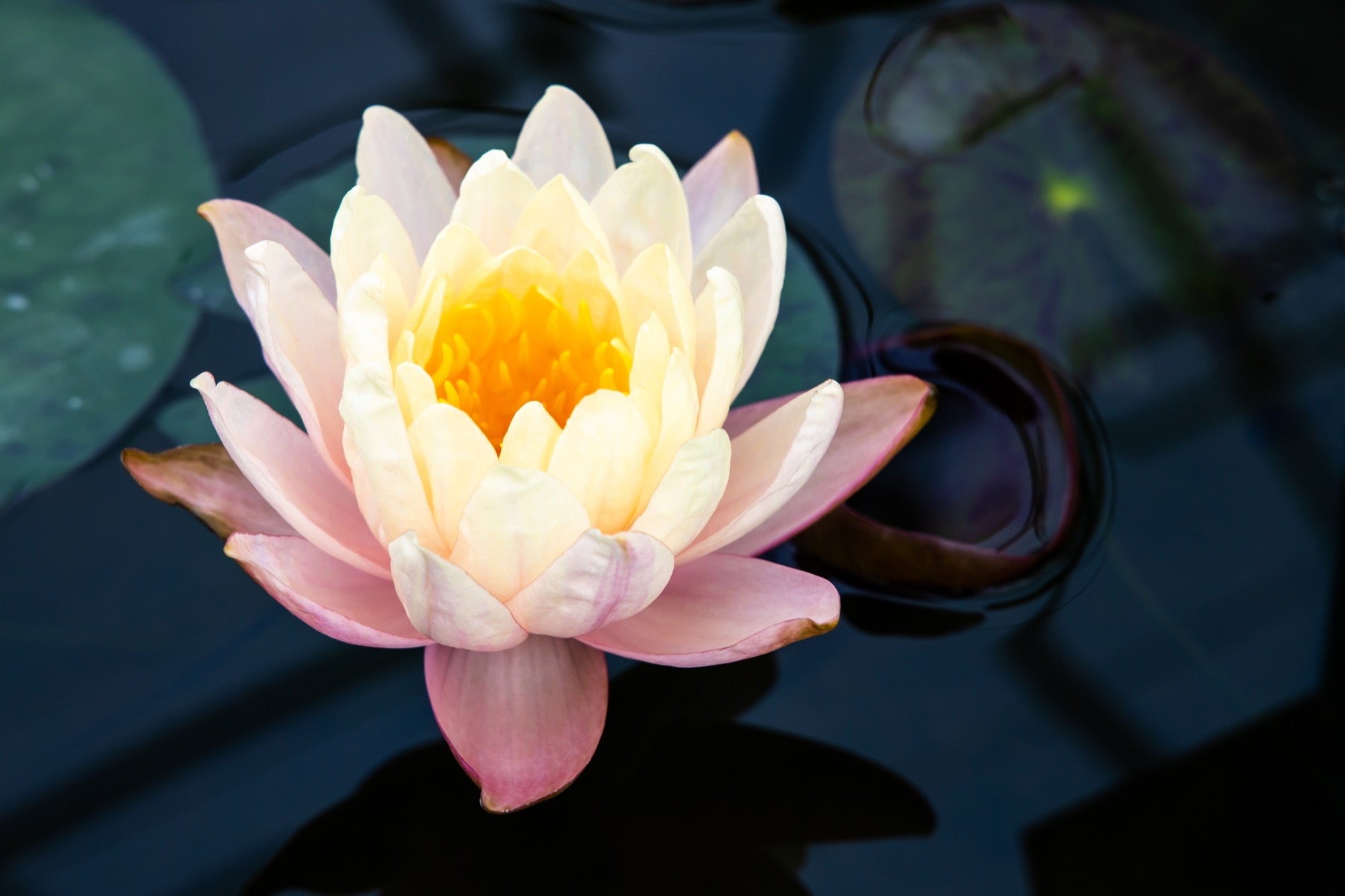 Mangkala Ubol water lily - pond plants - MW13