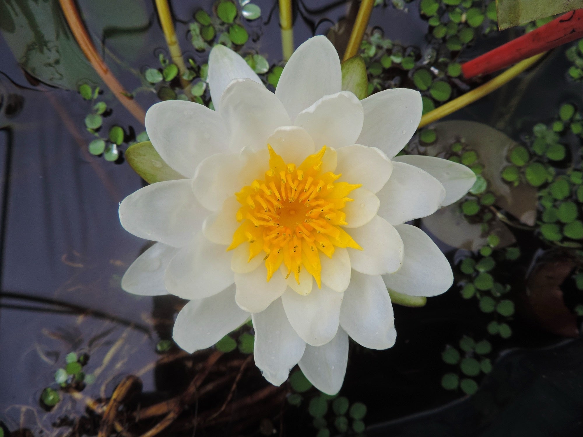 Marliacea Albida water lily - pond plants - VLW07