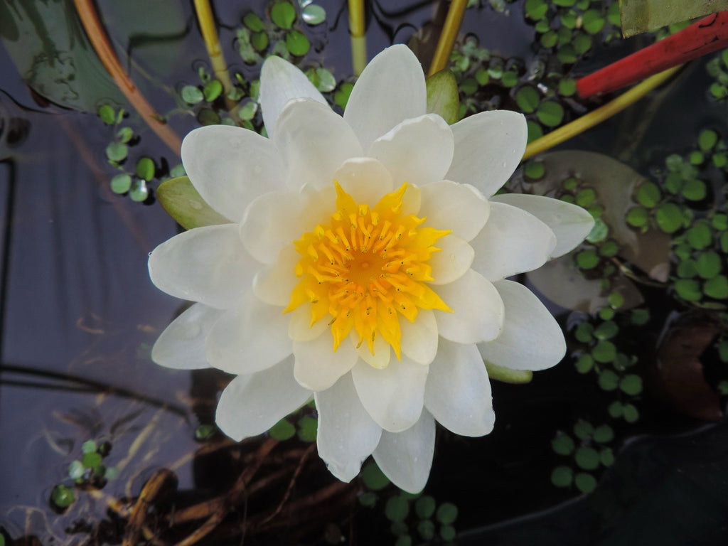Marliacea Albida water lily - pond plants - VLW07