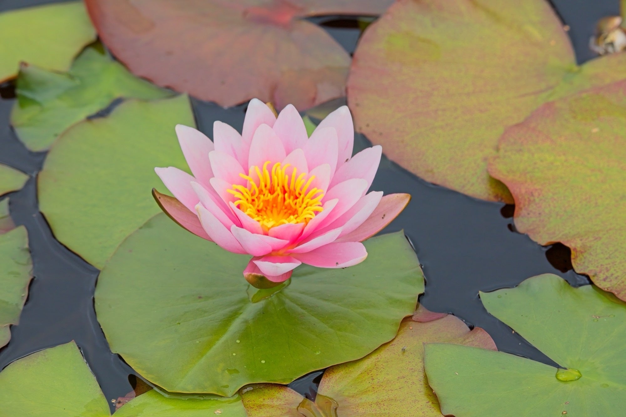 Marliacea Carnea water lily - pond plants - VLW08