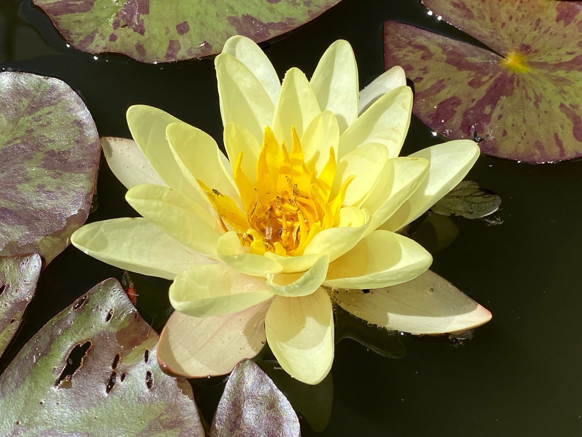 Marliacea Chromatella water lily - pond plants - VLW09