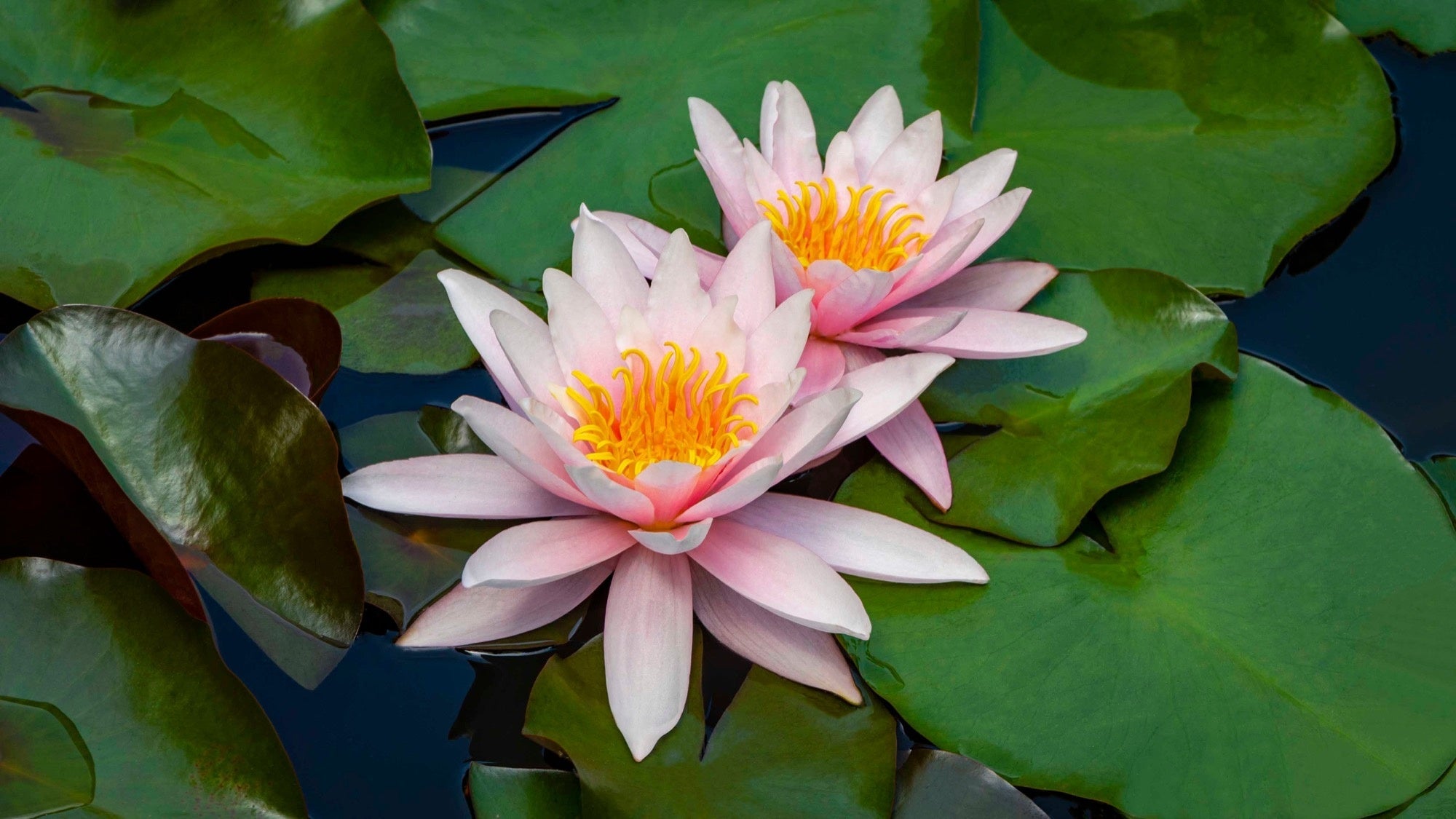 Marliacea Rosea water lily - pond plants - LW15