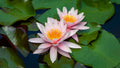 Marliacea Rosea water lily - pond plants - LW15