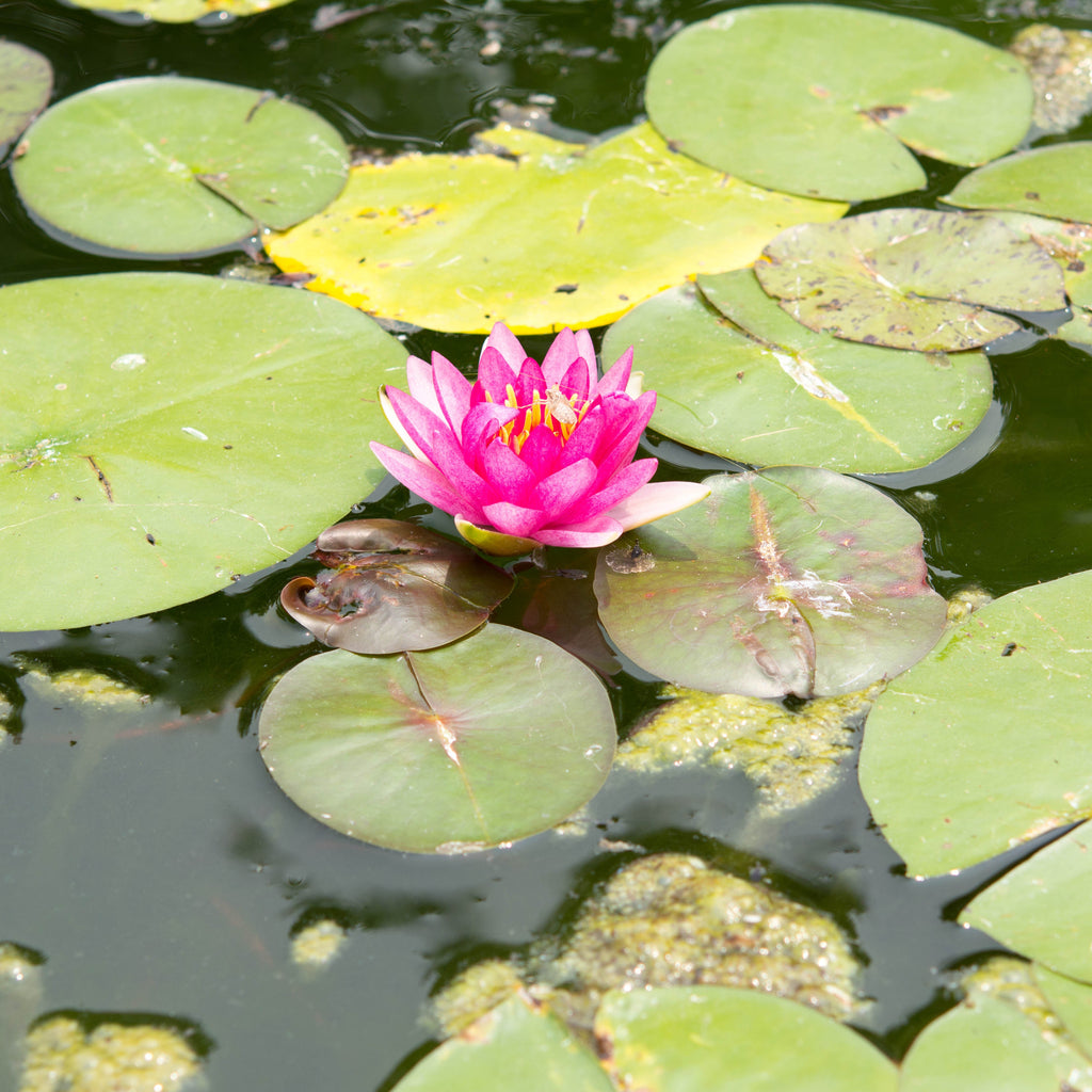 Masaniello water lily - pond plants - MW15