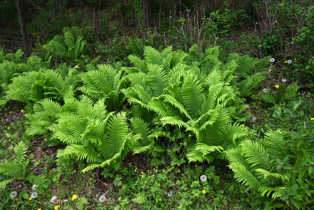 Matteuccia struthiopteris - BP080 Packs