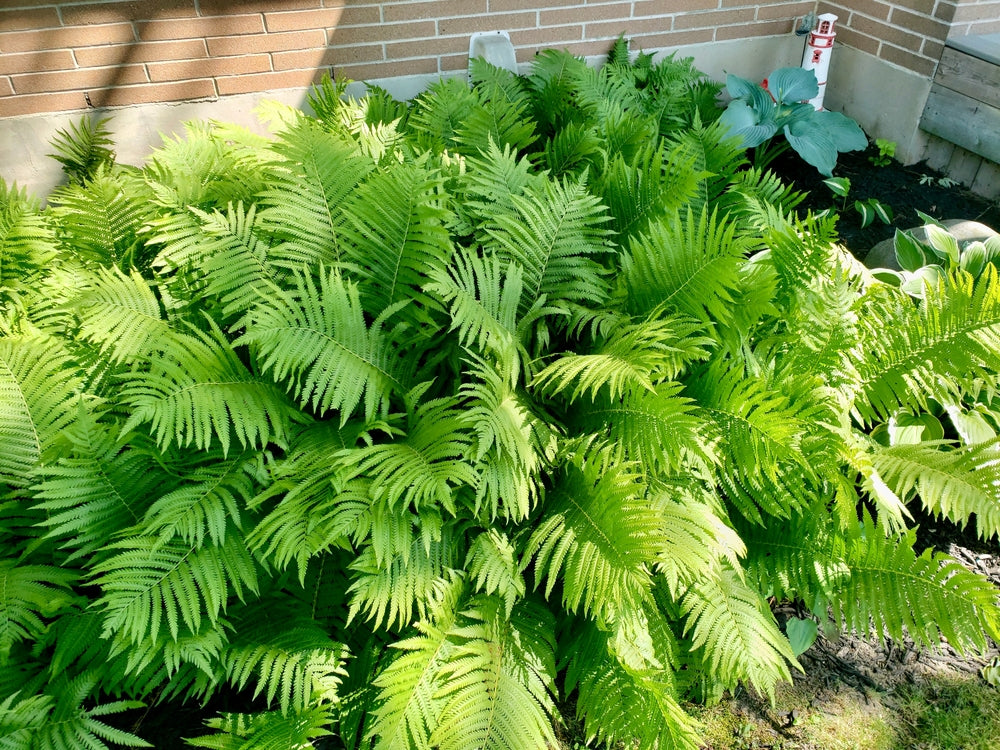 Matteuccia struthiopteris - BP080 Packs