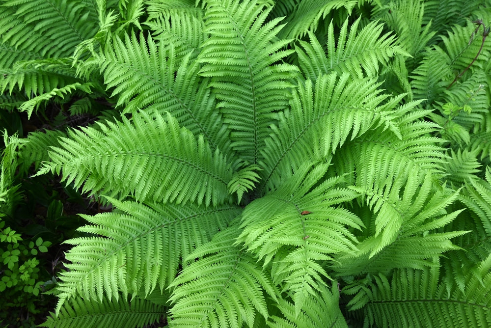 Matteuccia struthiopteris - Marginal Pond Plants - BP080