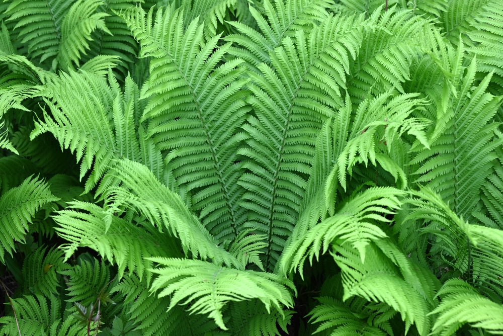 Matteuccia struthiopteris - BP080 Packs
