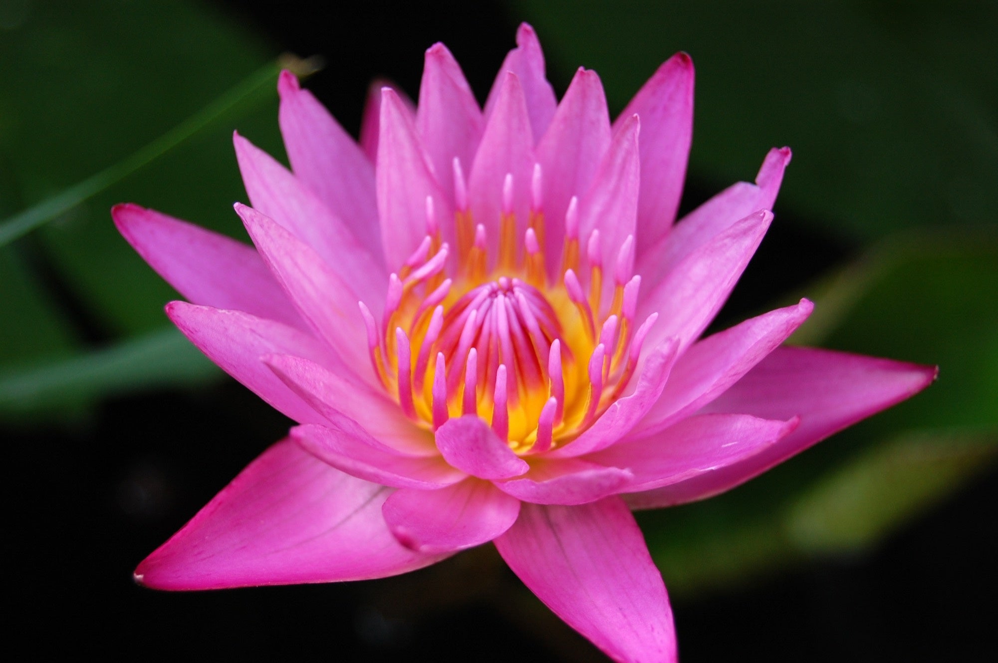 Mayla water lily - pond plants - VLW10