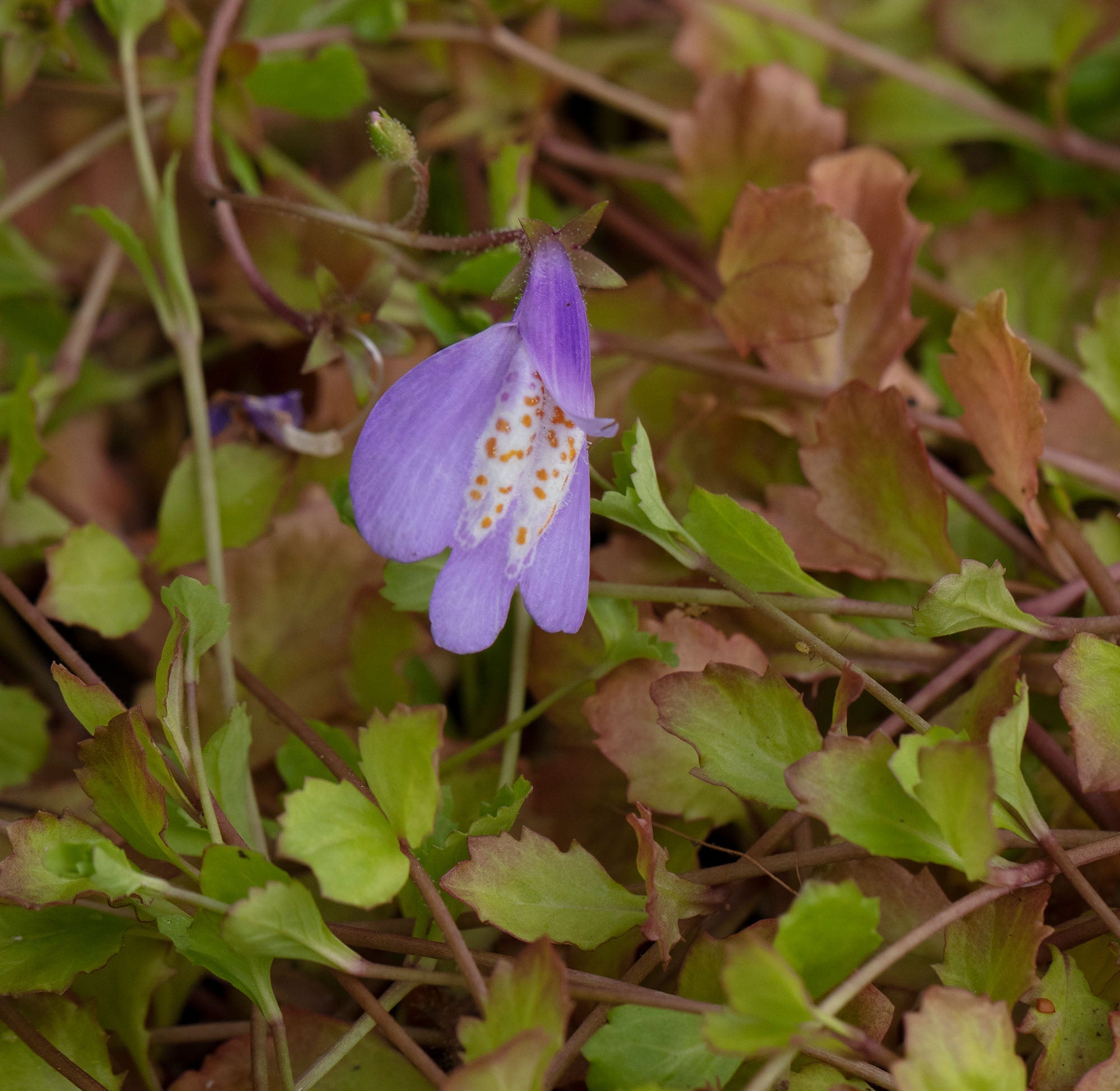 Mazus Reptans Blue - BP081 Packs