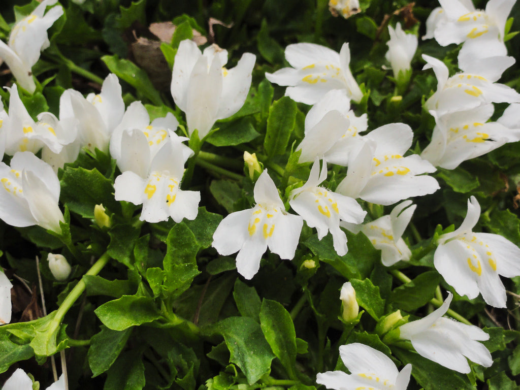 Mazus Reptans 'Albus' - BP082 Packs