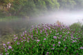 Mentha aquatica (Water mint) - Marginal Pond Plants - MP076